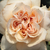 Portocaliu - Trandafir pentru straturi Floribunda - Jelena™